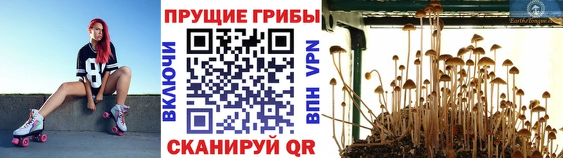 Псилоцибиновые грибы MAGIC MUSHROOMS  Николаевск 